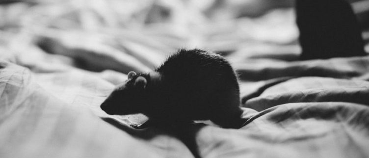Dromen over muizen, wat betekent dat?