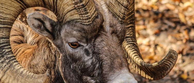 Horoscoop Sterrenbeeld Ram Karakter Carrière Liefde