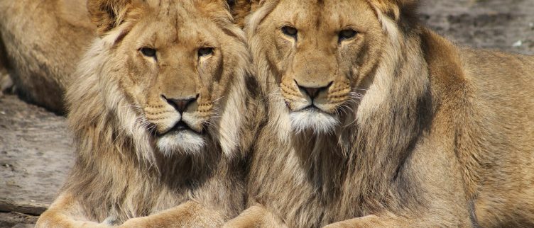 Horoscoop Sterrenbeeld Leeuw Karakter Carrière Liefde