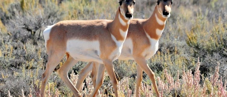 Horoscoop sterrenbeeld Tweeling: karakter, carrière & liefde