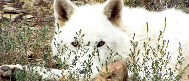 Krachtdieren; wat is jouw krachtdier?