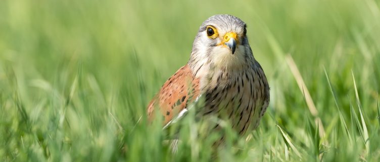 Spirituele betekenis van vogels & veren + vogelhoroscoop