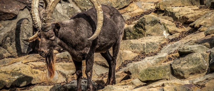 Horoscoop Sterrenbeeld Steenbok Karakter Carrière Liefde