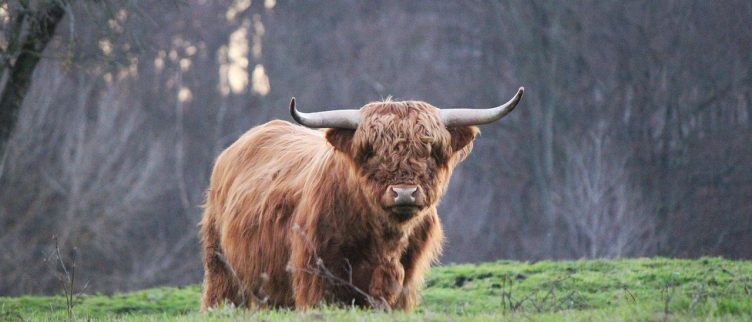 Horoscoop Sterrenbeeld Stier Karakter Carrière Liefde