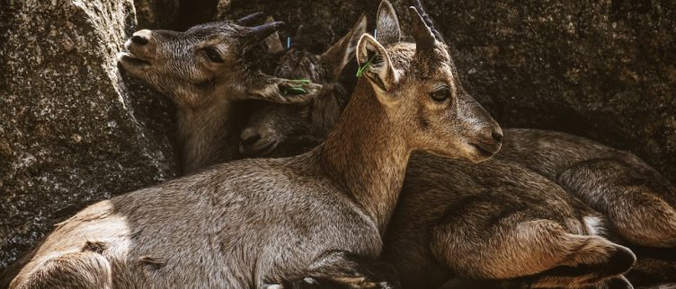 Horoscoop Sterrenbeeld Steenbok Karakter Carrière Liefde