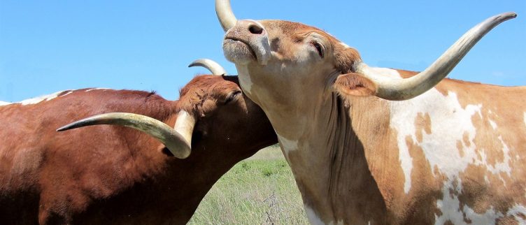 Horoscoop Sterrenbeeld Stier Karakter Carrière Liefde