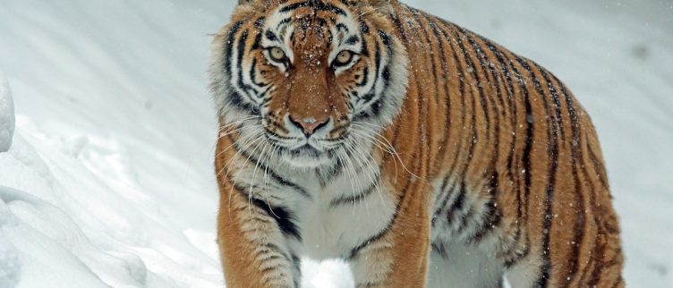 Tijger 🐅; Chinese Dierenriem Horoscoop