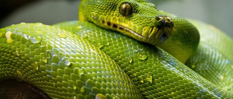 Slang 🐍; Chinese Dierenriem Horoscoop