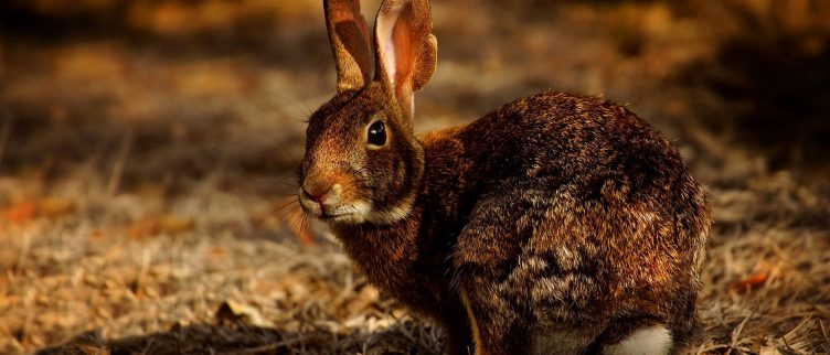 Haas 🐰; Chinese Dierenriem Horoscoop