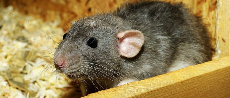 Rat 🐀: Chinese Dierenriem Horoscoop