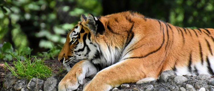Tijger Chinese Dierenriem Horoscoop Medium Kiezen