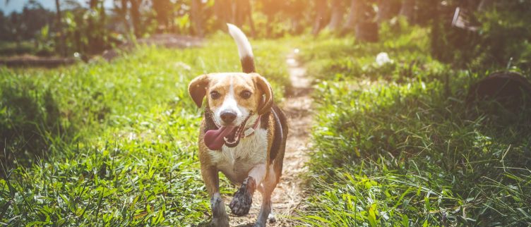 Hond 🐶; Chinese Dierenriem Horoscoop