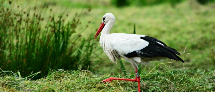 Dromen over zwangerschap, wat betekent dat?