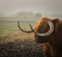 stier